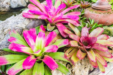 Renkli çiçek açan bromeliad bitkiler