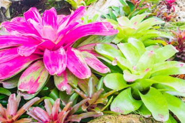 Renkli çiçek açan bromeliad bitkiler