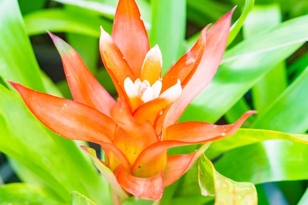 Renkli çiçek açan bromeliad bitkiler — Stok fotoğraf