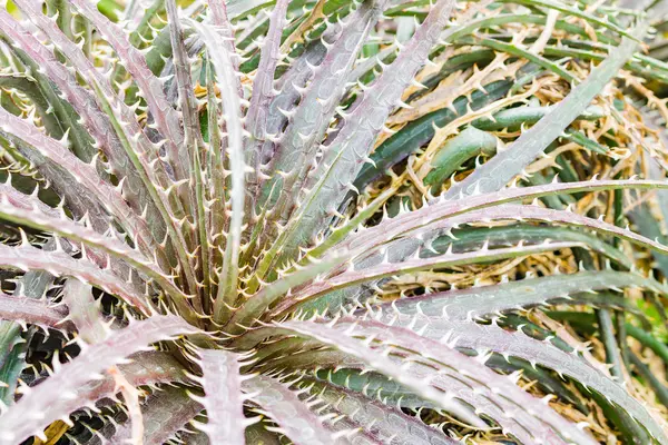 Renkli çiçek açan bromeliad bitkiler