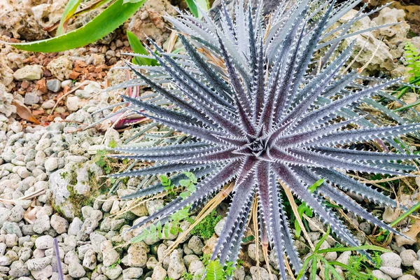 Barevné kvetoucí rostliny botanický — Stock fotografie