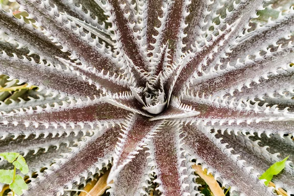Барвисті квітучі рослини бромеліаду — стокове фото