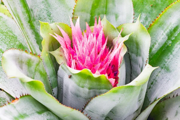 Colorful blooming bromeliad plants — Stock Photo, Image