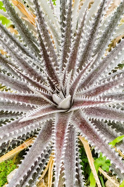 Renkli çiçek açan bromeliad bitkiler