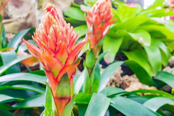 Plantas coloridas bromélias florescendo — Fotografia de Stock