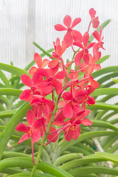 Bela orquídea no jardim — Fotografia de Stock