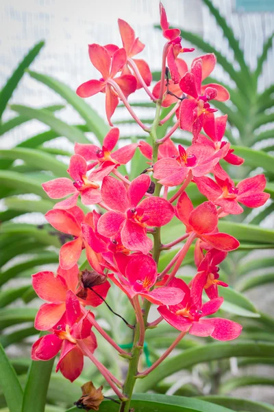 Bela orquídea no jardim — Fotografia de Stock