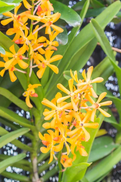 Bela orquídea no jardim — Fotografia de Stock