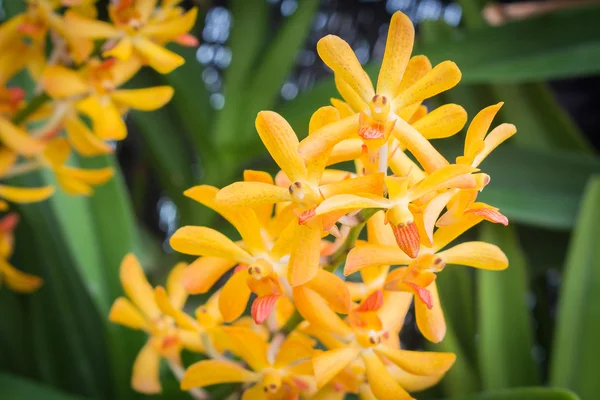 Bela orquídea no jardim — Fotografia de Stock