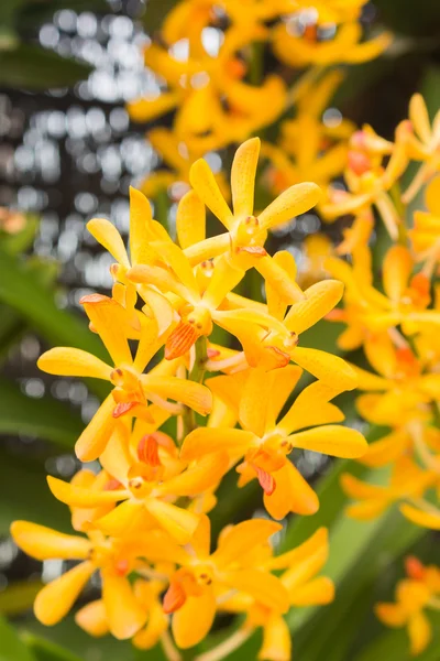 Bahçedeki güzel orkide — Stok fotoğraf