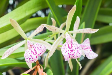 Bahçedeki güzel orkide