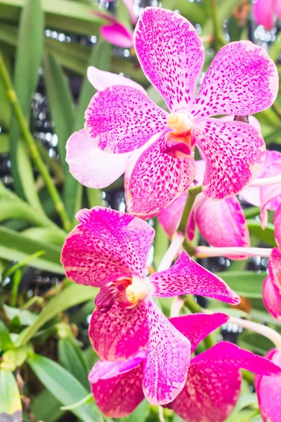 Bela orquídea no jardim — Fotografia de Stock