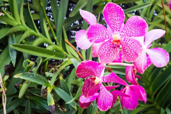 Bela orquídea no jardim — Fotografia de Stock