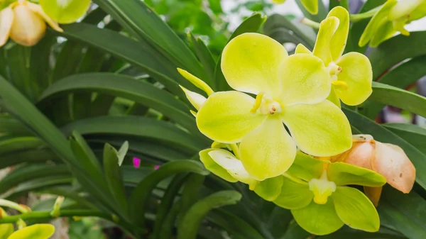 Bela orquídea no jardim — Fotografia de Stock