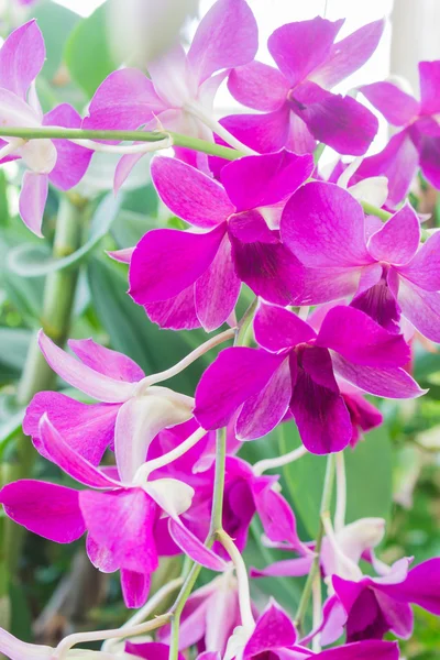 Bela orquídea no jardim — Fotografia de Stock