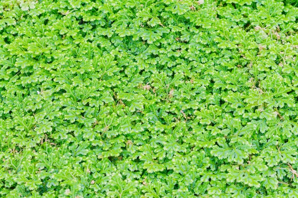 Fern leaf background — Stock Photo, Image