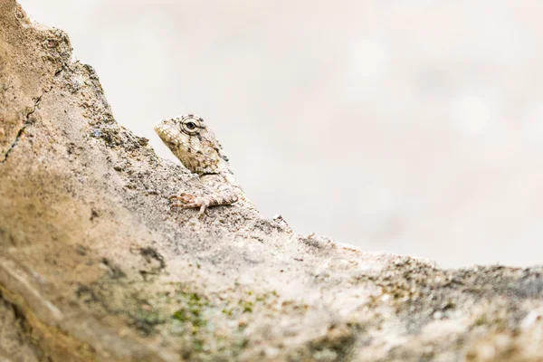 Lizard hiding behind a concrete wall — Stock Photo, Image