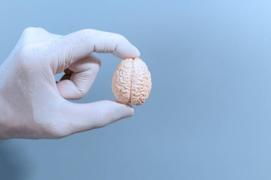 Temiz mavi bir arka planda eldivenli bir elle nazikçe tutulan küçük bir anatomik beyin modeli.