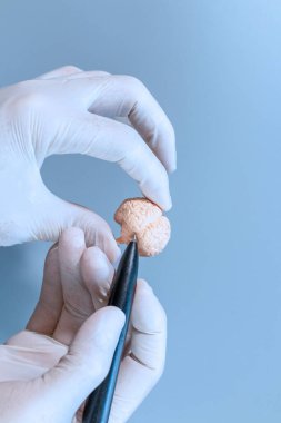 Eldivenli bir el küçük bir beyin modelini tutarken bir kalem onun detaylarına işaret ediyor, tıp eğitimi, araştırma ve nörobilim kavramlarını gösteriyor..