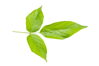 izole kırpma yolu ile beyaz arka plan üzerinde yaprak yeşil