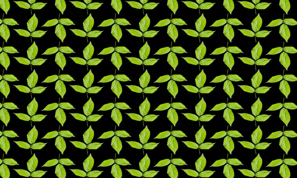 Zöld levelek minta-fekete háttér — Stock Fotó