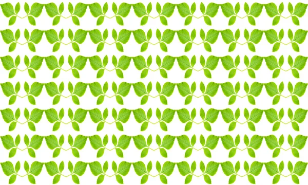 Green leaves pattern on white background — Stock Photo, Image