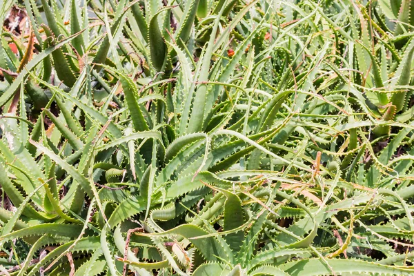 Gros plan feuille de cactus motif fond — Photo