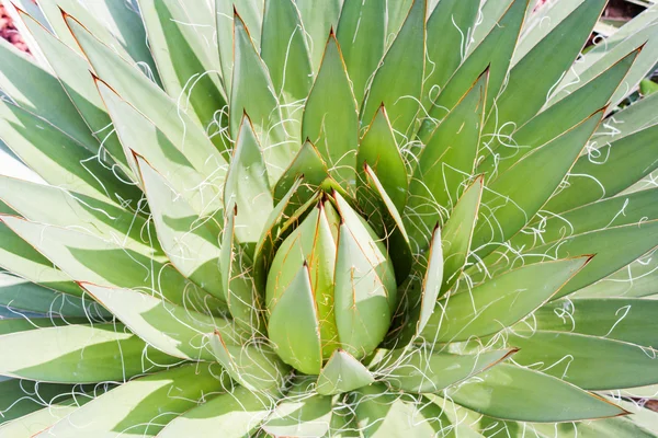 Close up cactus leaf pattern background — Stock Photo, Image