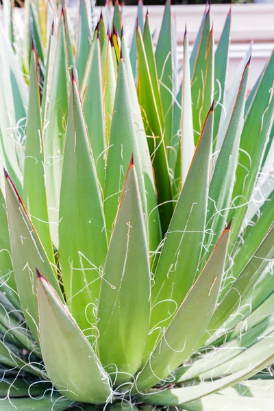 Close up cactus leaf pattern background — Stock Photo, Image