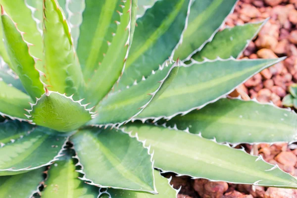 Close up cactus leaf pattern background — Stock Photo, Image