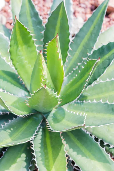 Close up cactus leaf pattern background — Stock Photo, Image