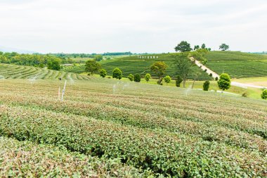 Choui Fong çay çiftlik, Chiang Rai Tayland
