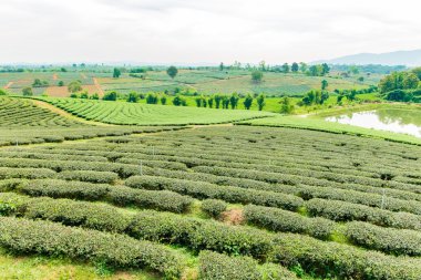 Choui Fong çay çiftlik, Chiang Rai Tayland
