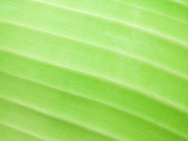 Yaprak yeşil doku arka plan detay