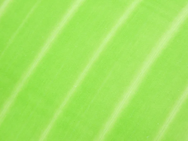 Detail of Green leaf texture background — Stock Photo, Image