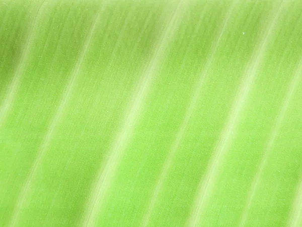 Detail des grünen Blattes Textur Hintergrund — Stockfoto