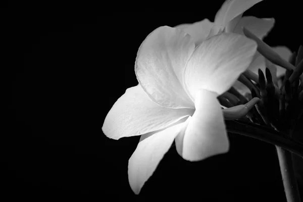 Bianco e nero, Plumeria su sfondo nero — Foto Stock