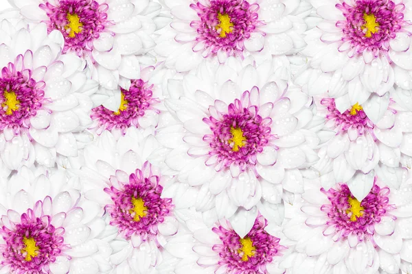 Fleur de chrysanthème blanc avec motif jaune centre — Photo