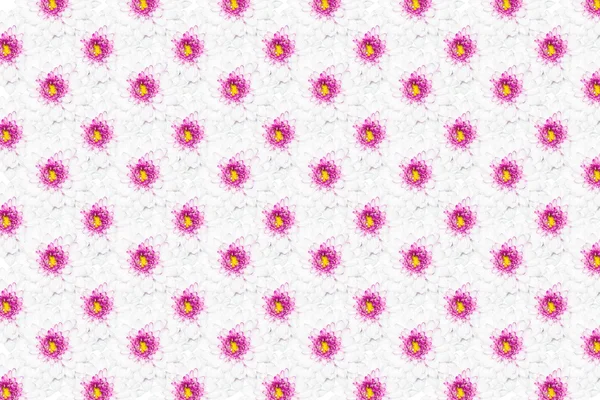 イエロー センター パターン背景に白い菊の花 — ストック写真
