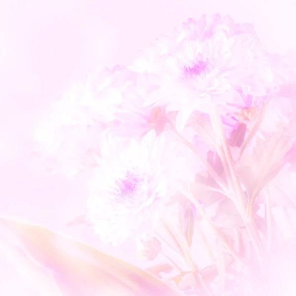 Belle fleur avec un accent doux sur fond rose — Photo