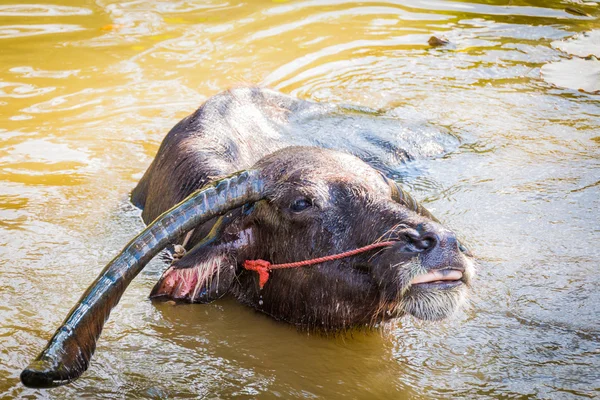 泰国水牛在运河里去洗个澡 — 图库照片