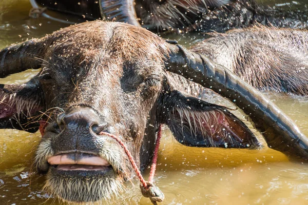 Thai Buffalo tomar un baño en el canal —  Fotos de Stock