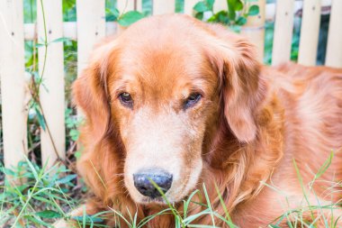 Golden retriever 'ın portresi