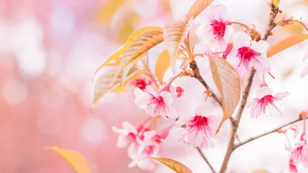 Flores Sakura florecen en Chiang Mai, Tailandia — Foto de Stock