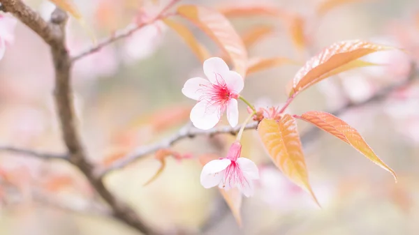 Sakura flowers blooming blossom in Chiang Mai, Thailand — Stock Photo, Image