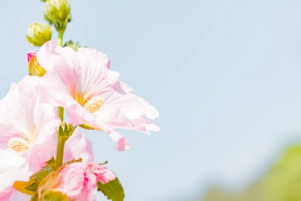 Blommor Holly Hock (Stockros) — Stockfoto