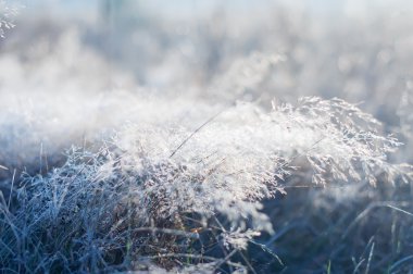sabah çiy çimenler üzerinde düşer. doğal arka plan