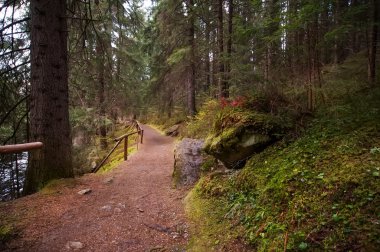 kırsal yol derin yeşil orman yoluyla. doğal yaz arka plan