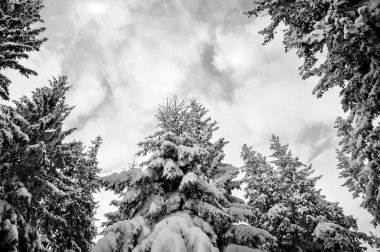köknar ağacı kar ve mavi bulutlu gökyüzü ile kaplı. doğal kış bac