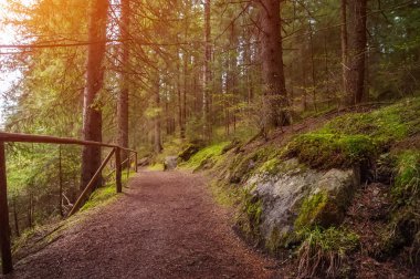 derin yeşil orman ile kırsal yol. doğal yaz backgro